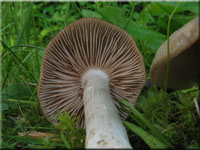 Schild-Rtling - Entoloma clypeatum