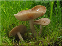 Schild-Rtling - Entoloma clypeatum