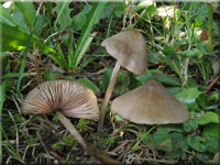 Kreuzsporiger Filz-Rtling - Entoloma conferendum