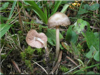 Kreuzsporiger Filz-Rtling - Entoloma conferendum