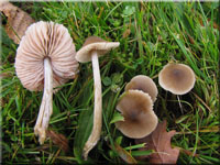 Kreuzsporiger Filz-Rtling - Entoloma conferendum