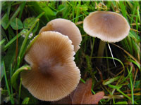 Kreuzsporiger Filz-Rötling - Entoloma conferendum
