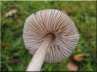 Kreuzsporiger Filz-Rötling - Entoloma conferendum