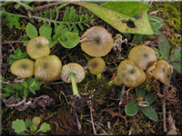 Braungrüner Zärtling - Entoloma incanum
