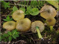 Braungrüner Zärtling - Entoloma incanum