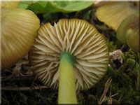 Braungrüner Zärtling - Entoloma incanum