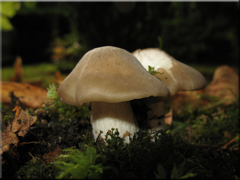 Weistieliger Rtling - Entoloma lividoalbum