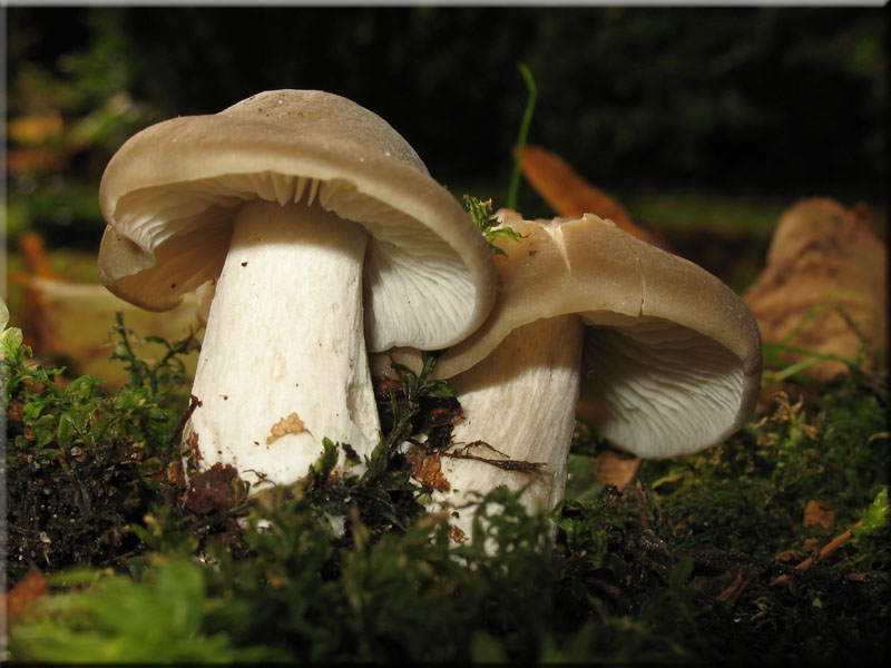 Weistieliger Rtling - Entoloma lividoalbum