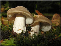 Weißstieliger Rötling - Entoloma lividoalbum
