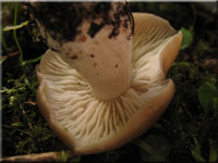 Weistieliger Rtling - Entoloma lividoalbum