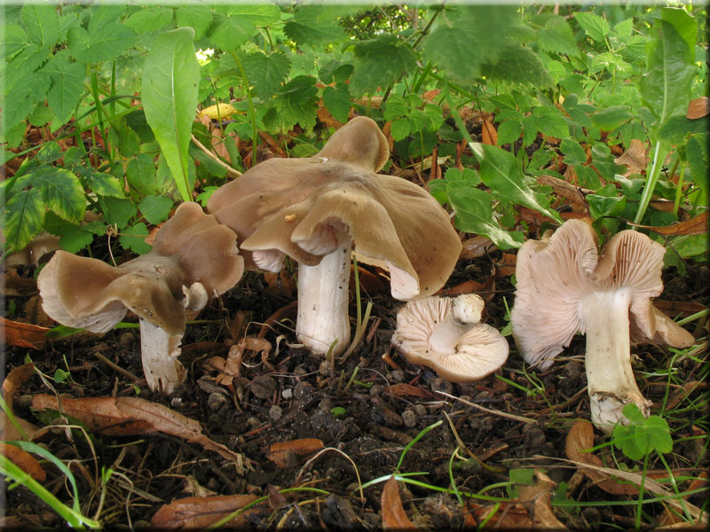 Weistieliger Rtling - Entoloma lividoalbum