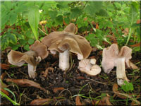 Weistieliger Rtling - Entoloma lividoalbum