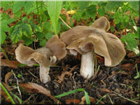 Weistieliger Rtling - Entoloma lividoalbum