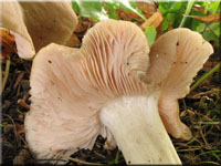Weistieliger Rtling - Entoloma lividoalbum