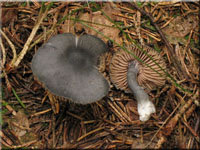 Stahlblauer Rtling - Entoloma nitidum 