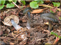 Stahlblauer Rtling - Entoloma nitidum 