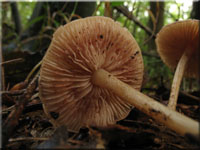 Rosaflockiger Zrtling - Entoloma queletii