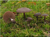 Seidiger Rtling - Entoloma sericeum