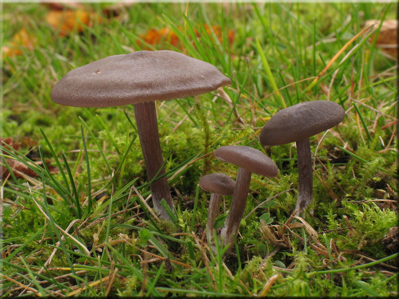 Seidiger R�tling - Entoloma sericeum