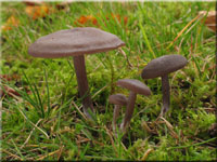 Seidiger Rtling - Entoloma sericeum