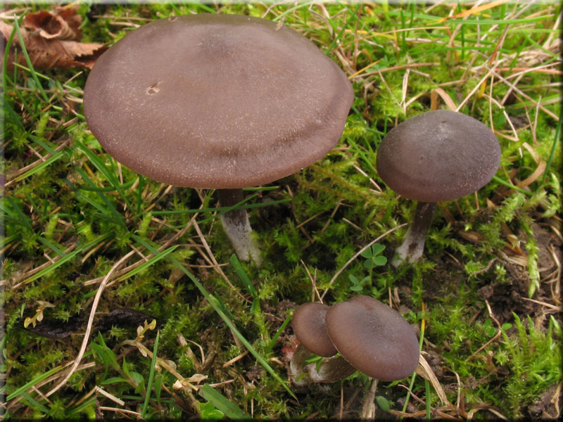 Seidiger R�tling - Entoloma sericeum