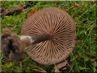 Seidiger Rtling - Entoloma sericeum
