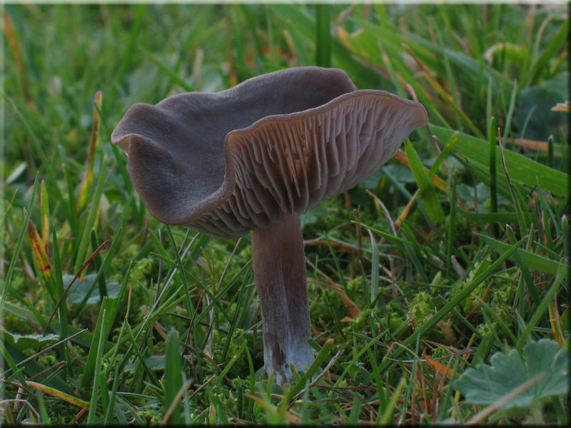 Seidiger R�tling - Entoloma sericeum