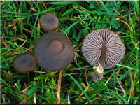 Seidiger Rtling - Entoloma sericeum