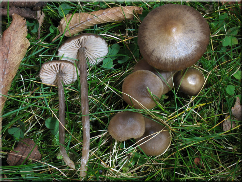 Seidiger R�tling - Entoloma sericeum