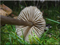 Seidiger Rtling - Entoloma sericeum