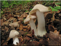 Riesen-Rtling - Entoloma sinuatum