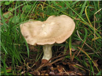Riesen-Rtling - Entoloma sinuatum