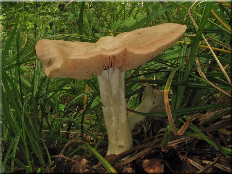 Riesen-Rtling - Entoloma sinuatum