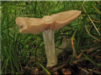 Riesen-Rtling - Entoloma sinuatum