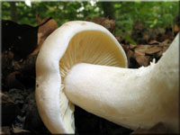 Riesen-Rtling - Entoloma sinuatum