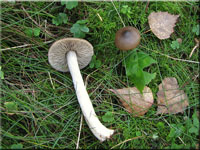 Drehstiel-Rötling - Entoloma turbidum