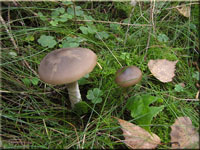 Drehstiel-Rötling - Entoloma turbidum