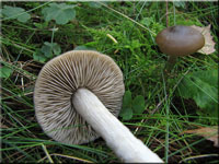 Drehstiel-Rötling - Entoloma turbidum