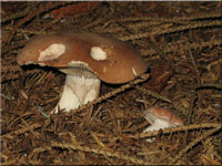 Wrziger Tellerling - Rhodocybe gemina