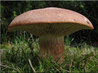 Wrziger Tellerling - Rhodocybe gemina