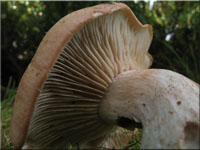 Wrziger Tellerling - Rhodocybe gemina