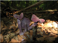 Violetter Farbtrichterling - Laccaria amethystina
