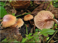Ziegelroter Farbtrichterling - Laccaria impolita