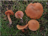 Laccaria laccata var. pallidifolia 
