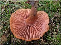 Rtlicher Farbtrichterling - Laccaria laccata var. pallidifolia 
