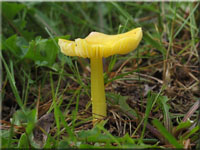 Safrangelber Saftling - Hygrocybe acutoconica