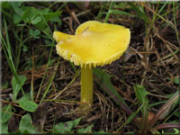 Safrangelber Saftling - Hygrocybe acutoconica