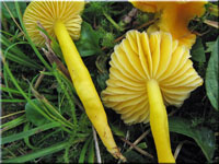 Zerbrechlicher Gold-Saftling - Hygrocybe ceracea