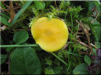 Zerbrechlicher Gold-Saftling - Hygrocybe ceracea