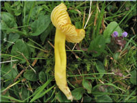 Zerbrechlicher Gold-Saftling - Hygrocybe ceracea